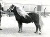 Deckhengst Koos v. Raayershof (Shetland Pony, 1974, von Eddy D)