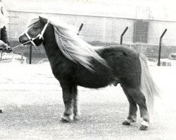 Deckhengst Koos v. Raayershof (Shetland Pony, 1974, von Eddy D)