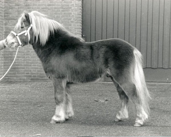 stallion Southley Rocky (Shetland Pony, 1985, from Southley Redskin)