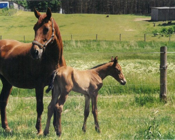 broodmare Wilma (Hanoverian, 1984, from Walhall)