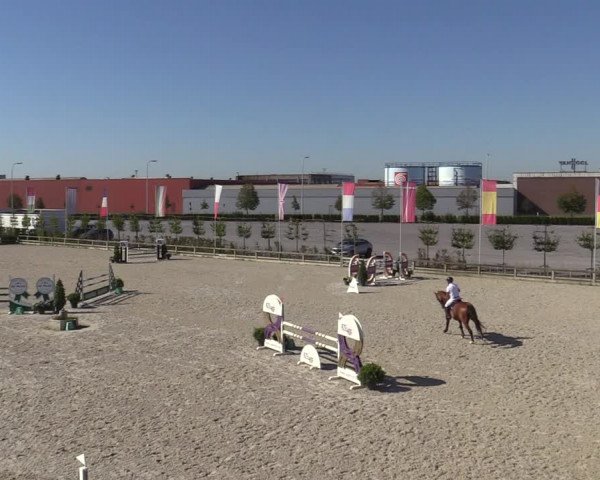 Gold +Cyclus Jonge Paarden in Lier (BEL) 2020