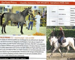 jumper Garfield Primo (Italian Warmblood, 2009)