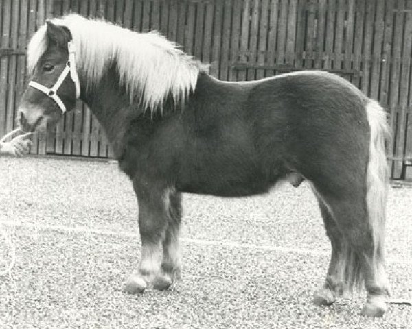 stallion Luitenant van de Spoorlaan (Shetland Pony, 1975, from Frits van Vries)
