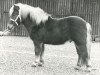 stallion Luitenant van de Spoorlaan (Shetland Pony, 1975, from Frits van Vries)