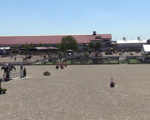 Gold +Cyclus Jonge Paarden in Lier (BEL) 2020
