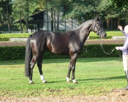 dressage horse Stute von Fürst Romancier (Hanoverian, 2009, from Fürst Romancier)