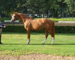 dressage horse Firenzio (Hanoverian, 2012, from Fiorano)