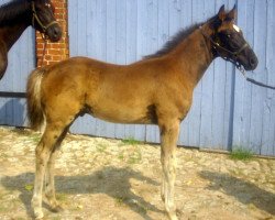 dressage horse Dorian (German Sport Horse, 2015, from Descolari)