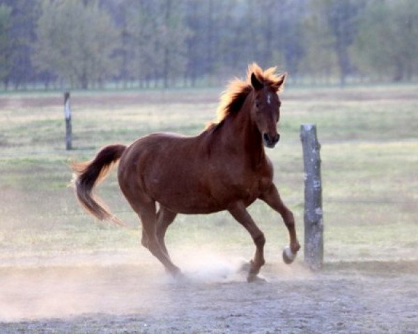 Zuchtstute Gipsy Girl (Brandenburger, 1988, von Galib ben Afas ox,1273)