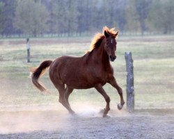 broodmare Gipsy Girl (Brandenburg, 1988, from Galib ben Afas ox,1273)