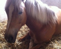 dressage horse Husqvarna 2 (Haflinger, 2006, from Arachon I)