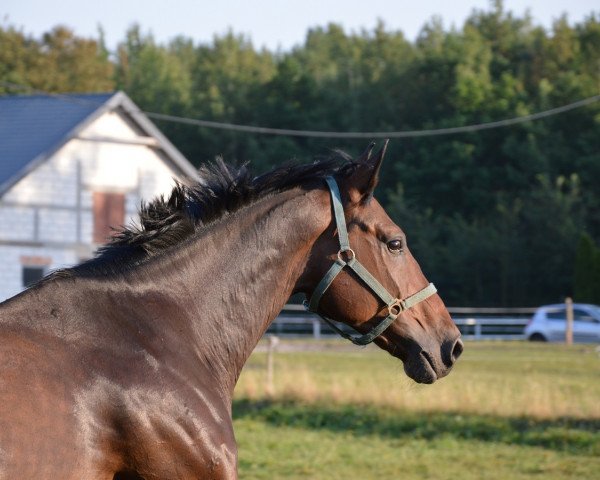 horse Maly Czart (polish noble half-breed, 2007)