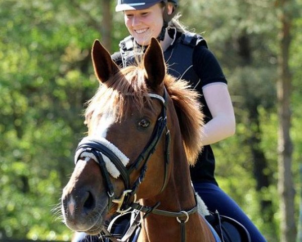 dressage horse Abendglanz 24 (Trakehner, 2008, from Meraldik)