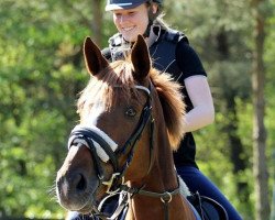 dressage horse Abendglanz 24 (Trakehner, 2008, from Meraldik)