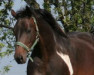 broodmare Davinia (Trakehner, 2005, from Camaro)