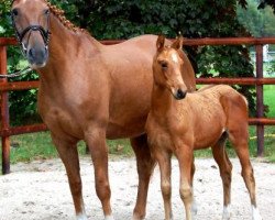 broodmare Dijana (Trakehner, 1998, from Lamarc)