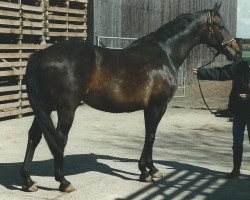 Zuchtstute Winchada (Holsteiner, 1984, von Lord)