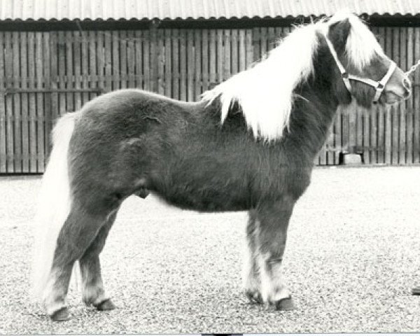 Deckhengst Leopold v.d. Strengstraat (Shetland Pony, 1975, von Favoriet van Wolferen)