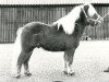 stallion Leopold v.d. Strengstraat (Shetland Pony, 1975, from Favoriet van Wolferen)