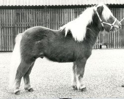 stallion Leopold v.d. Strengstraat (Shetland Pony, 1975, from Favoriet van Wolferen)