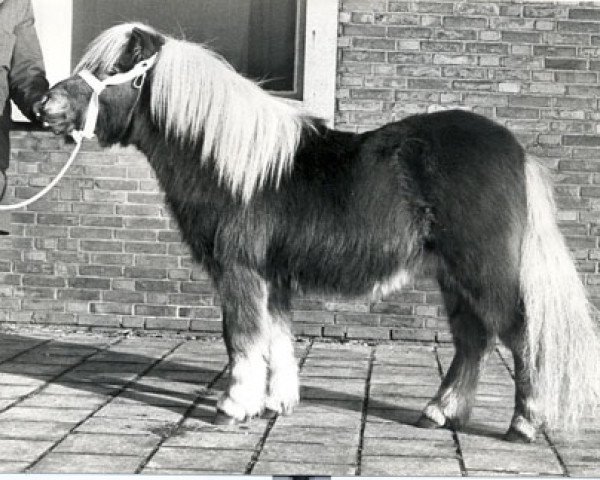 stallion Orchis v.d. Sandberg (Shetland Pony, 1978, from Favoriet van Wolferen)