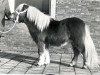 Deckhengst Orchis v.d. Sandberg (Shetland Pony, 1978, von Favoriet van Wolferen)