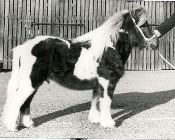stallion Nico van 't Leesje (Shetland Pony, 1977, from Favoriet van Wolferen)