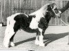 Deckhengst Nico van 't Leesje (Shetland Pony, 1977, von Favoriet van Wolferen)