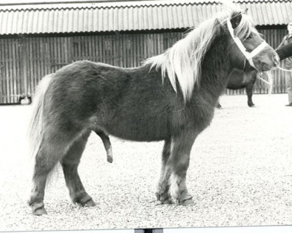 stallion Leopold van Graafland (Shetland Pony, 1975, from Favoriet van Wolferen)