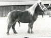 stallion Leopold van Graafland (Shetland Pony, 1975, from Favoriet van Wolferen)