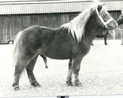 stallion Leopold van Graafland (Shetland Pony, 1975, from Favoriet van Wolferen)