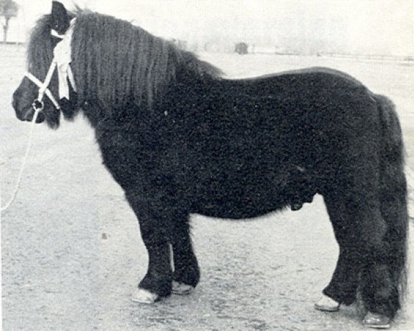 Deckhengst Ubris v. Offem (Shetland Pony, 1962, von Supreme of Marshwood)