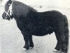 Deckhengst Ubris v. Offem (Shetland Pony, 1962, von Supreme of Marshwood)
