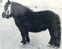 stallion Ubris v. Offem (Shetland Pony, 1962, from Supreme of Marshwood)