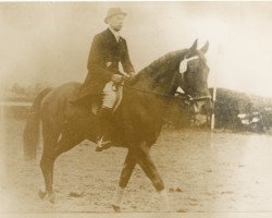 Pferd Element (Trakehner, 1927, von Hohenstaufe)