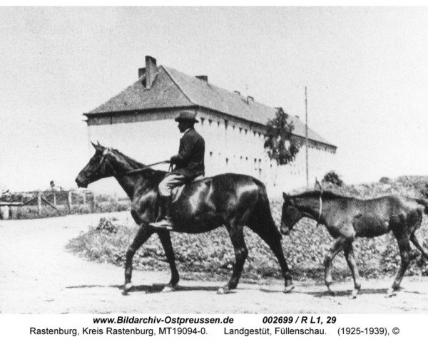 broodmare Haustochter (Trakehner,  , from Trachenberg)