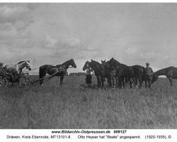 Zuchtstute Beate (Trakehner, 1920, von Blanc Bec xx)