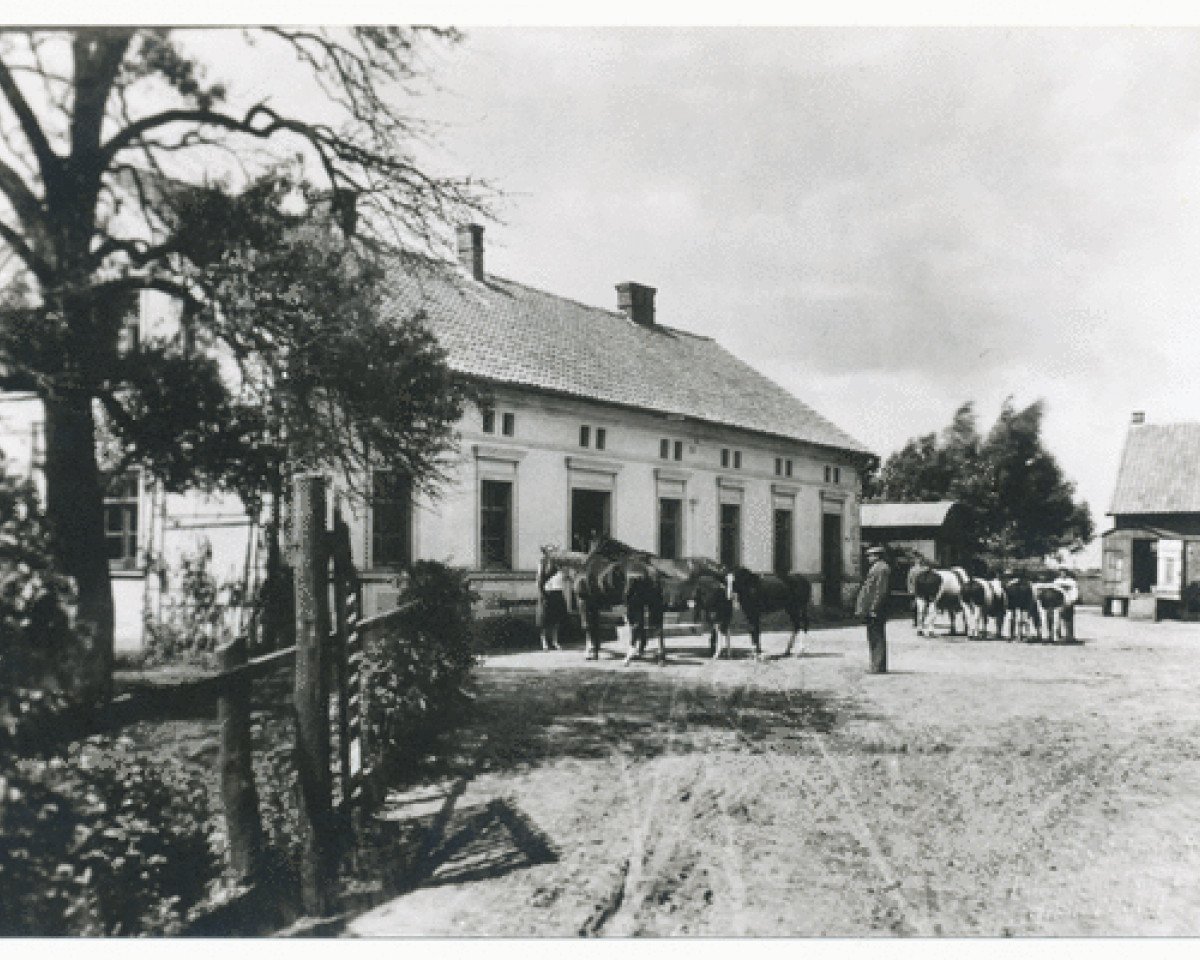 Zuchtstute Andacht (Trakehner, 1916, von Waldmeister)
