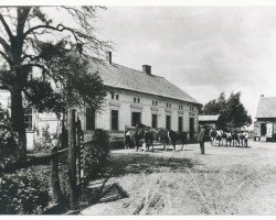 broodmare Andacht (Trakehner, 1916, from Waldmeister)