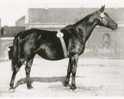 broodmare Anmut VI (Trakehner, 1920, from Lehndorff)