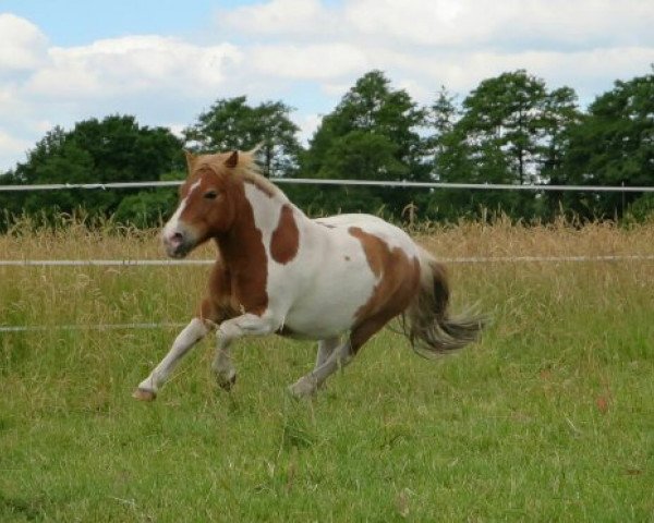 Pferd Arno (Dt.Part-bred Shetland Pony, 2002, von Adjudant)