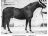 stallion Wellenschaum (Trakehner,  , from Herrscher)