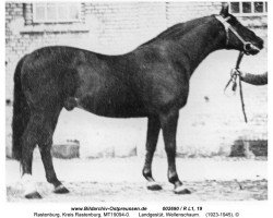 stallion Wellenschaum (Trakehner,  , from Herrscher)