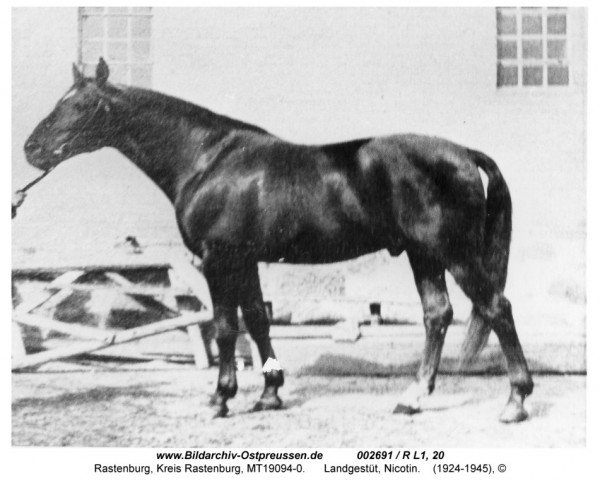 stallion Nicotin (Trakehner, 1924, from Markeur)