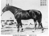 stallion Nicotin (Trakehner, 1924, from Markeur)