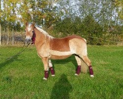 horse Sam (Haflinger, 1994, from Holger)