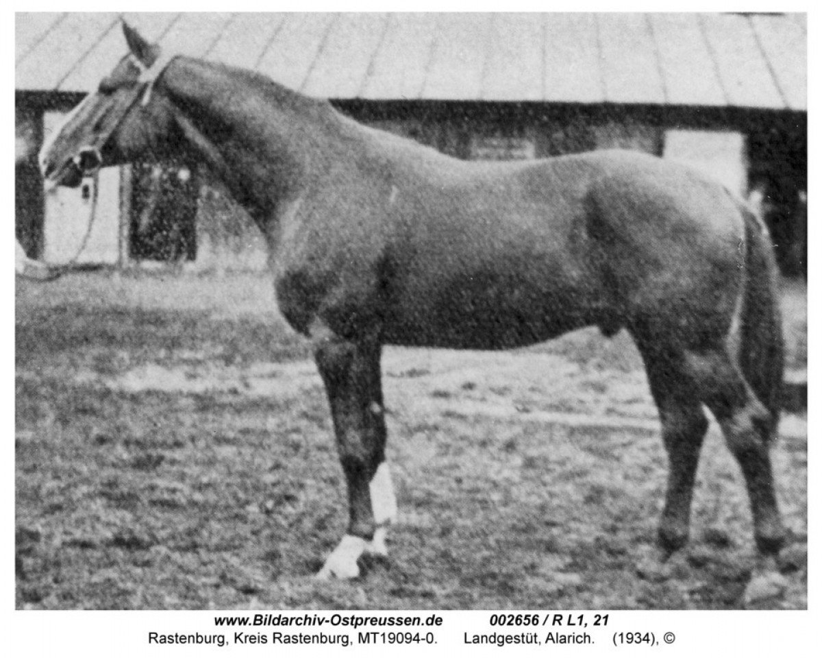 stallion Alarich 3975 (Trakehner, 1937, from Alaskafuchs)