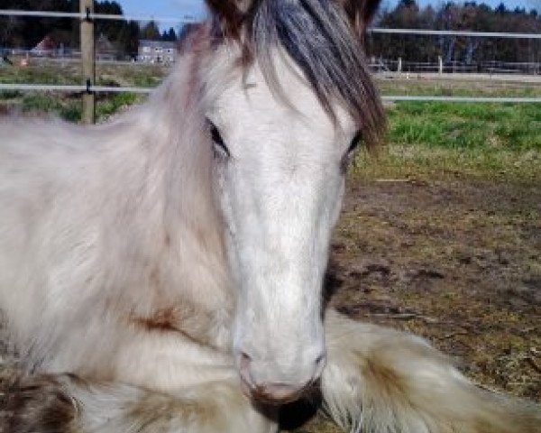 Pferd Merlin (Tinker / Irish Cob / Gypsy Vanner, 2013)