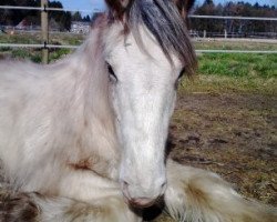 Pferd Merlin (Tinker / Irish Cob / Gypsy Vanner, 2013)