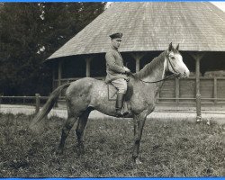 horse Kaiserlingk (Trakehner, 1922, from Cancara 457)